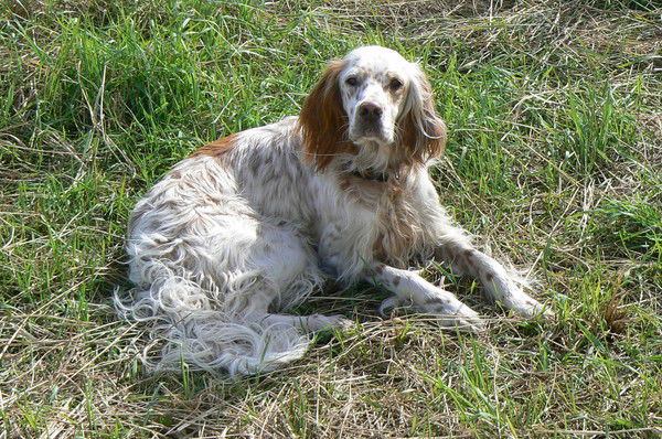 Елена Махрова