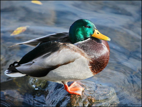 К. Бошагулов