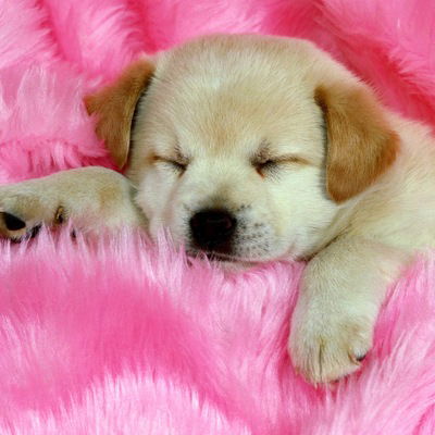 Аделина Шайкамалова