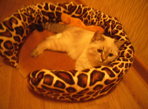 Елена Салех