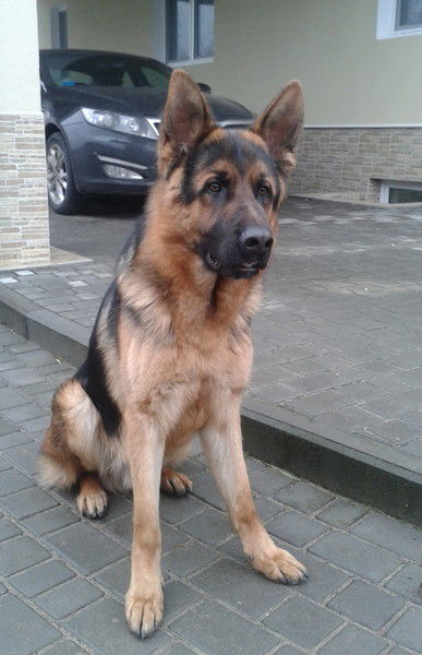 Алена Кирсань