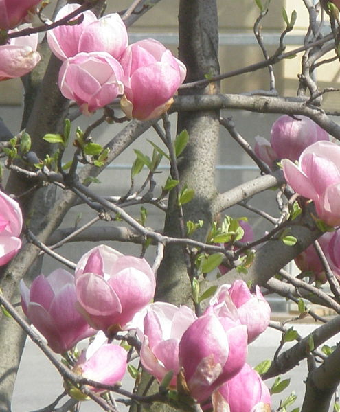 Галина Флора