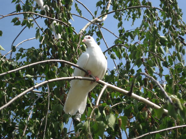 Ирина Бойко