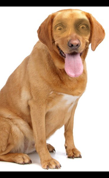 Сергей Бойко