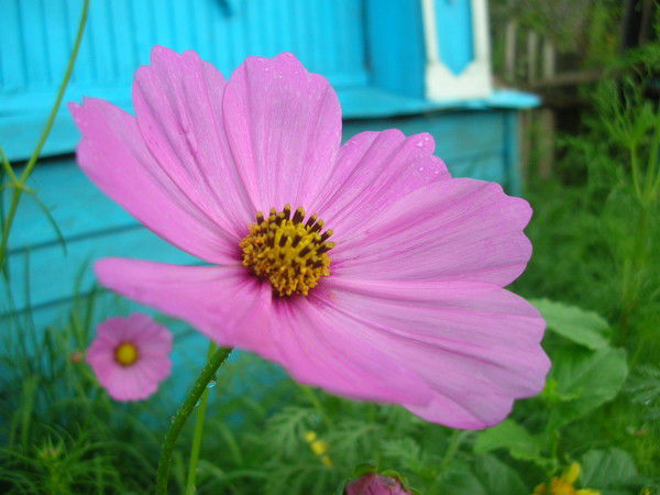 Анна Манзенкова