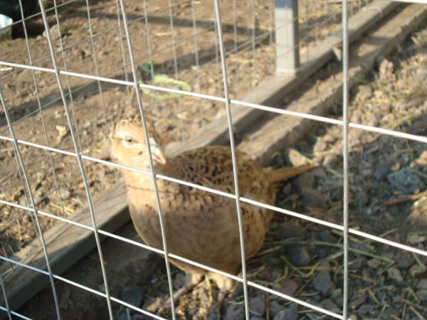 Наталья Мерзликина