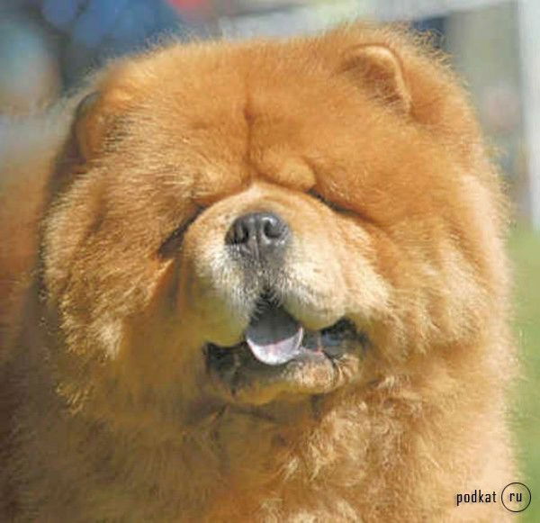 Ирина Витютнева