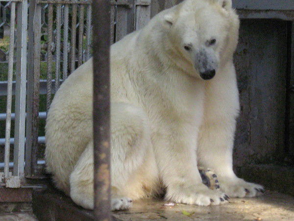 Игорь Сиряков