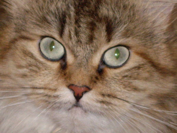 Анастасия Никитина