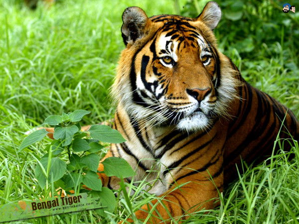 Кнопочка 100