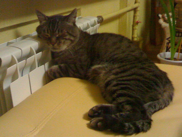 Андрей Черкасов