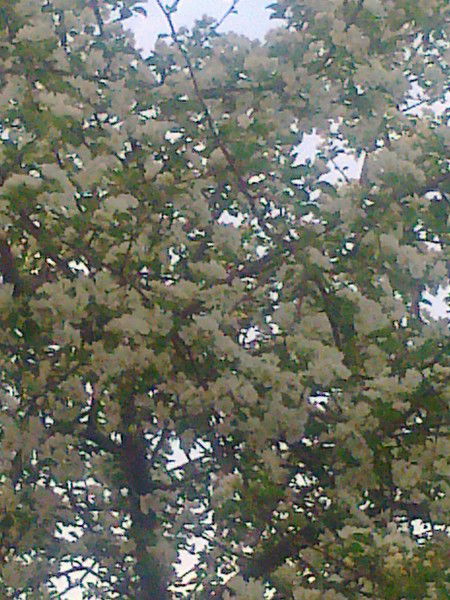 Айгуль Киорогло