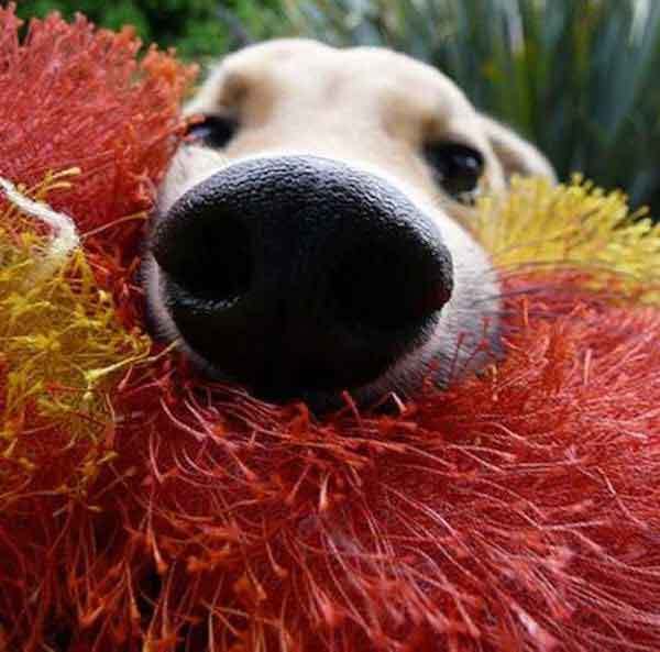 Сабина Доберман