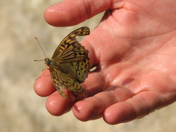Наталья Грищенко