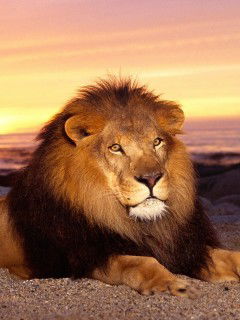 Игорь Горбалёв