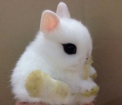 Ольга Гадяцкая