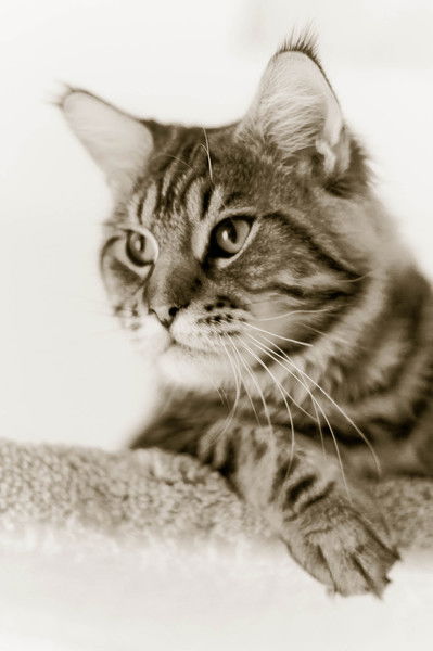 Нелли Олехнович