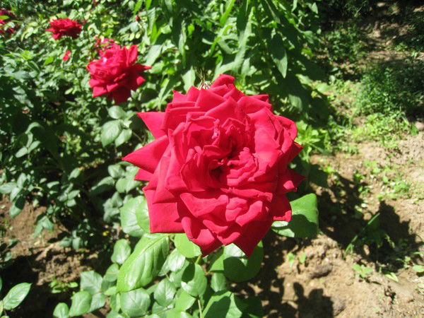 Зоя Толстихина