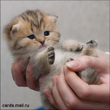 Сабит Ажимбаев