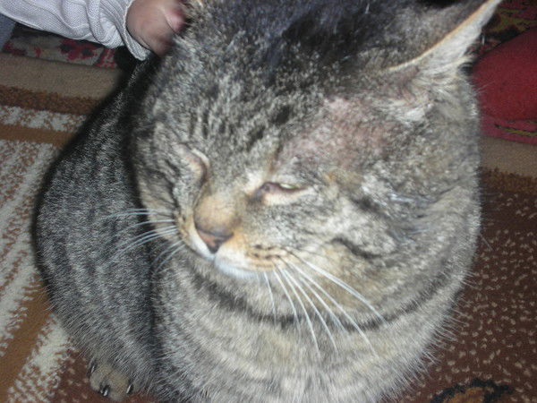 Евгения Остина