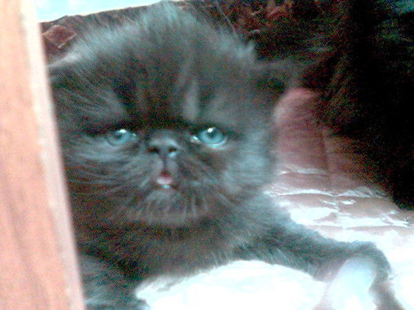 Елена Смирнова