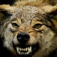 Димон Вантрусов