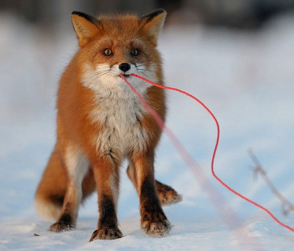 Лалала Лалалала