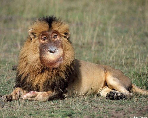 ***тот Ещё Фрукт ***