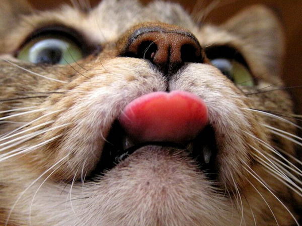 Альбина Лис