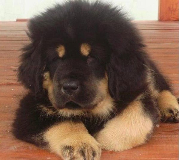 Пашков Антон