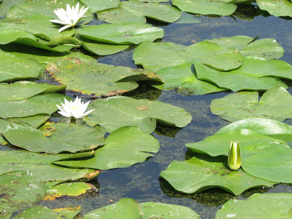 Елена Пивоварова