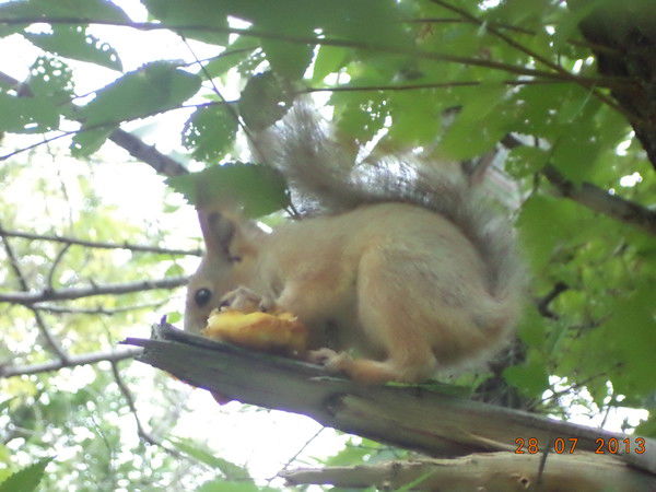 Нурпеисова Амина