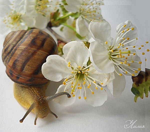 Роза Сунчалеева