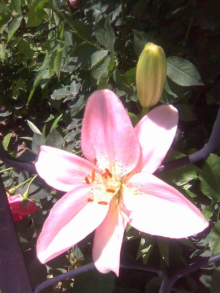 Гаухар-Мастер Дент