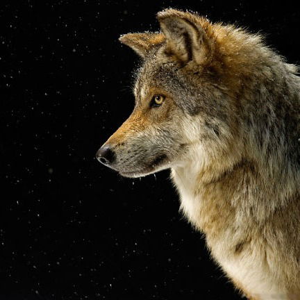 Аркадий Чесноков