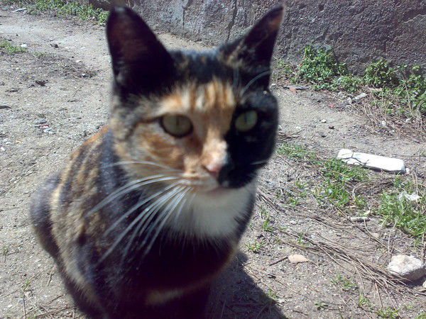 Джейн Остин