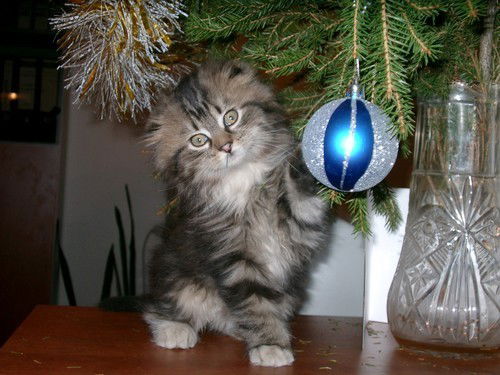 Алена Ленулена