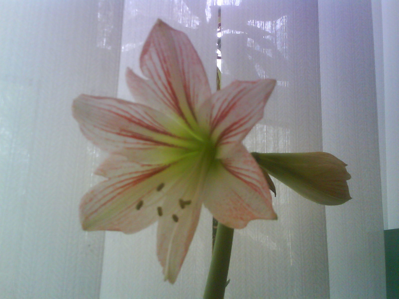 Ирина Пелих