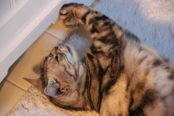 Соня Степаненко