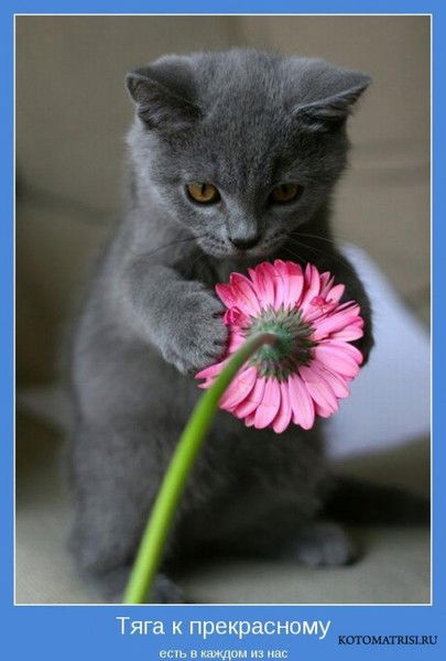 Светлана Шестопалова