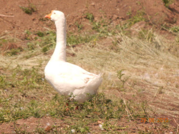 Наталья Костюк