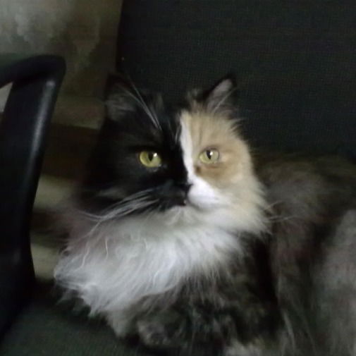 Евгений Анисимов