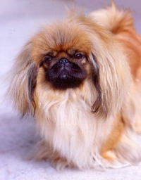 Светлана Ефимова