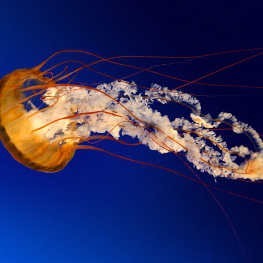 Руслан Грэдинару