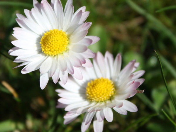 Ирина Франц