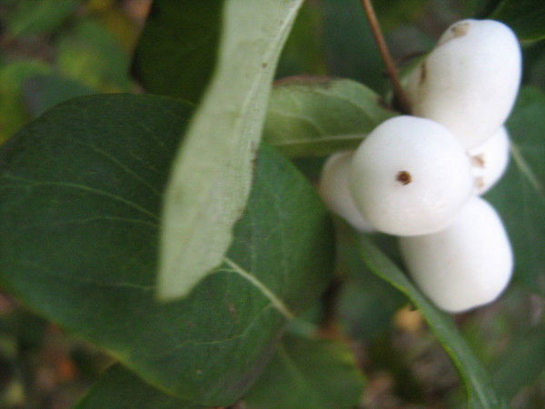 Любовь Красавина