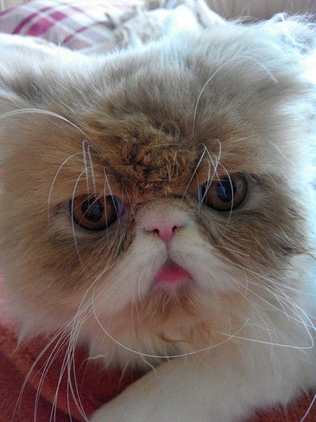 Лариса Поплавская