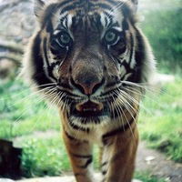 Арина Ковальчук