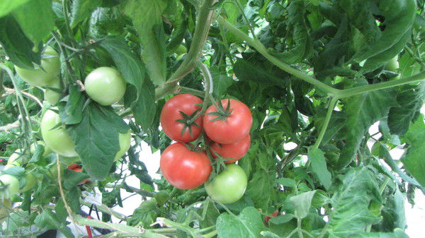 Тоо "caspiy Agro Co"