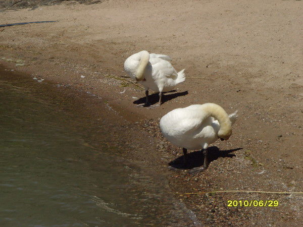 Елена Тойвонен